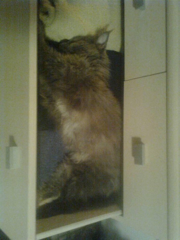 Maine Coon Cille - Hun er en skuffe-kat ;) billede 6