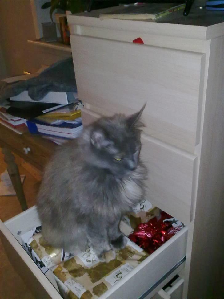 Maine Coon Cille - Og en julegave-kat ;) billede 7