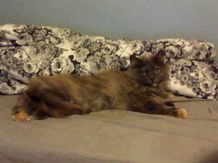 Maine Coon Cille - Ikk mindst en senge-kat ;) billede 8