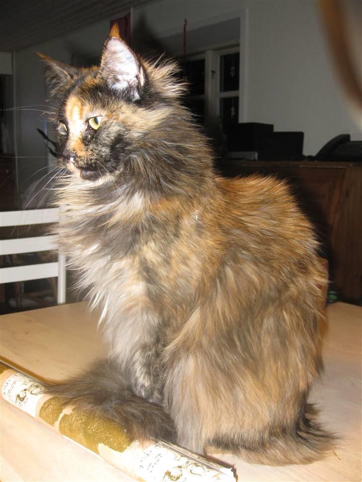 Maine Coon Clementine billede 10