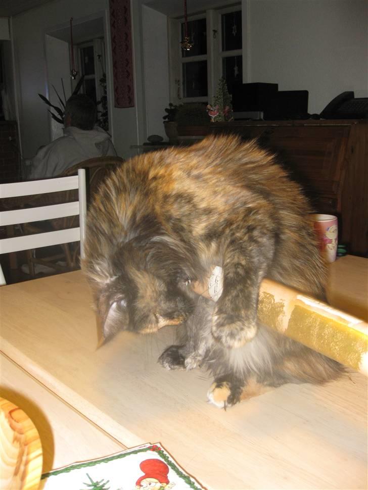 Maine Coon Clementine billede 11