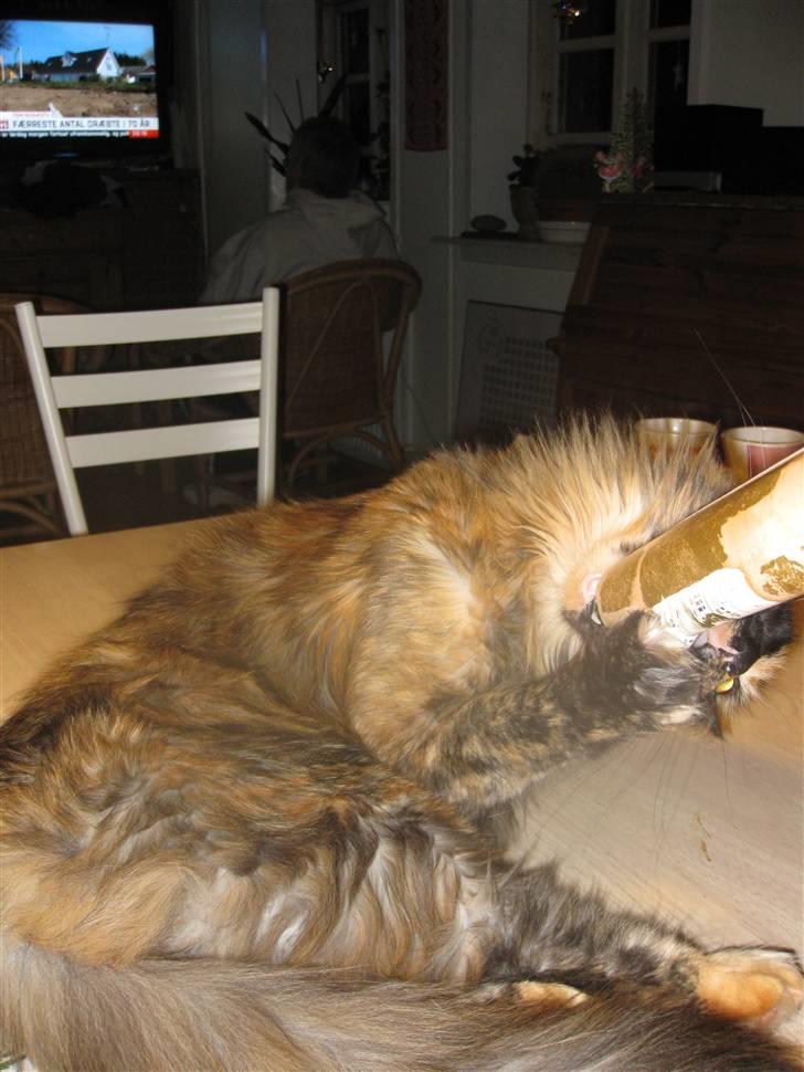 Maine Coon Clementine billede 12