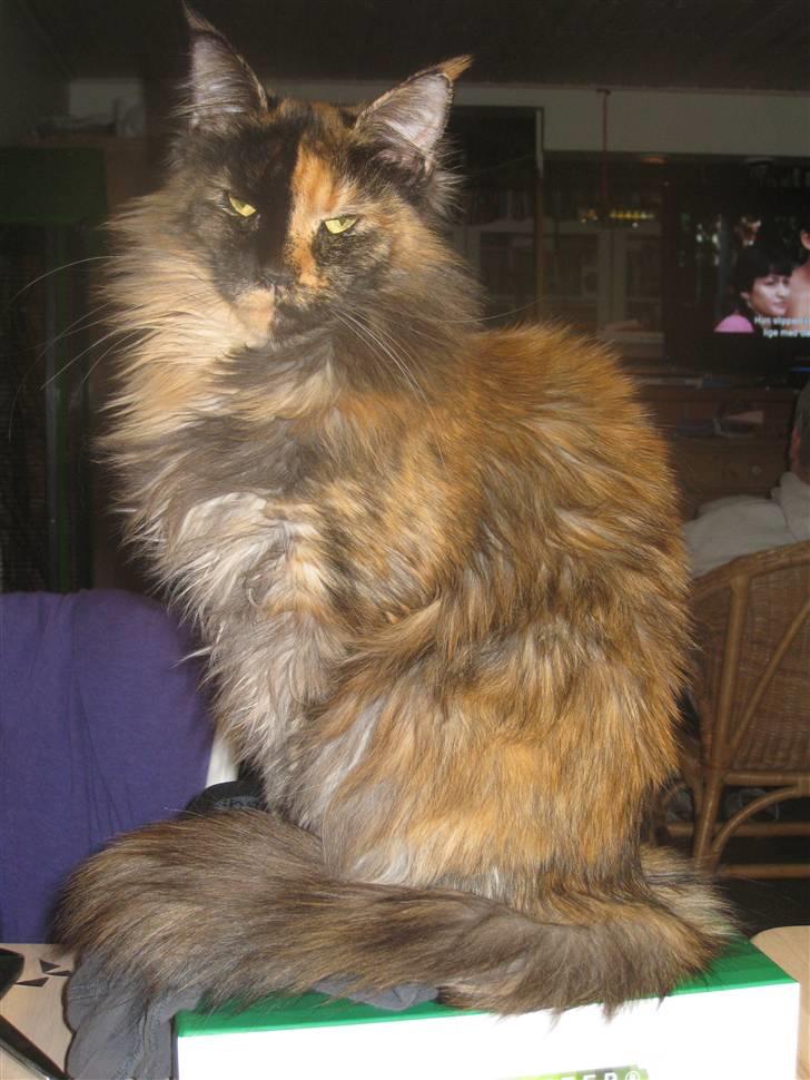 Maine Coon Clementine billede 13