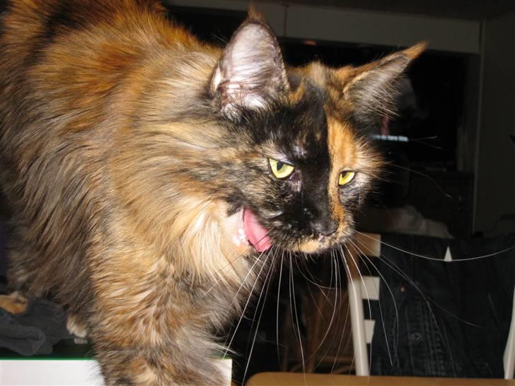 Maine Coon Clementine billede 14