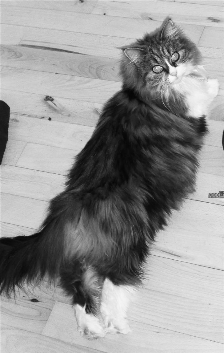 Blanding af racer Missi EFTERLYST billede 15