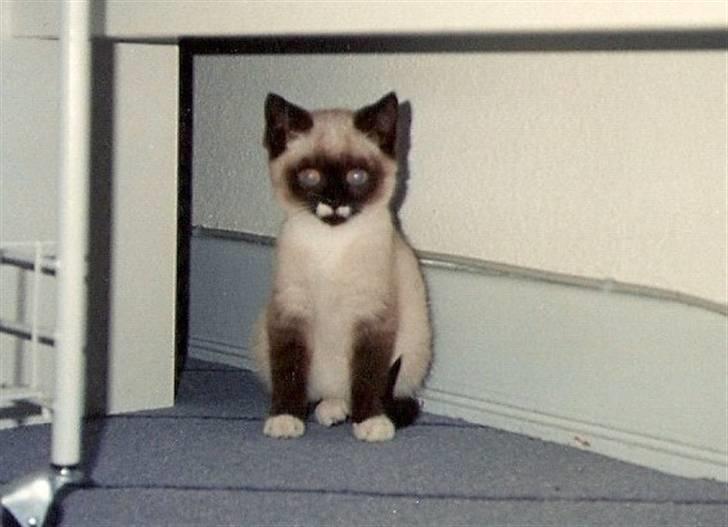 Blanding af racer Nuggi (RIP) billede 1