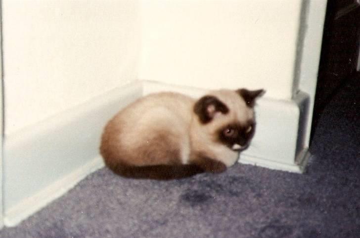 Blanding af racer Nuggi (RIP) billede 2