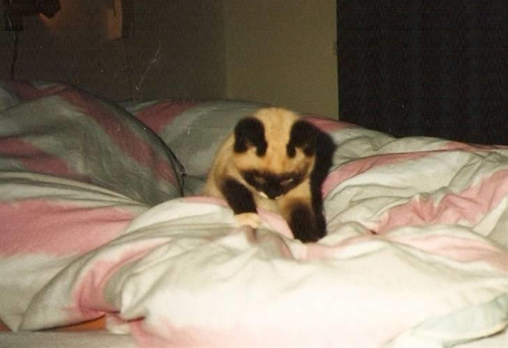 Blanding af racer Nuggi (RIP) billede 3