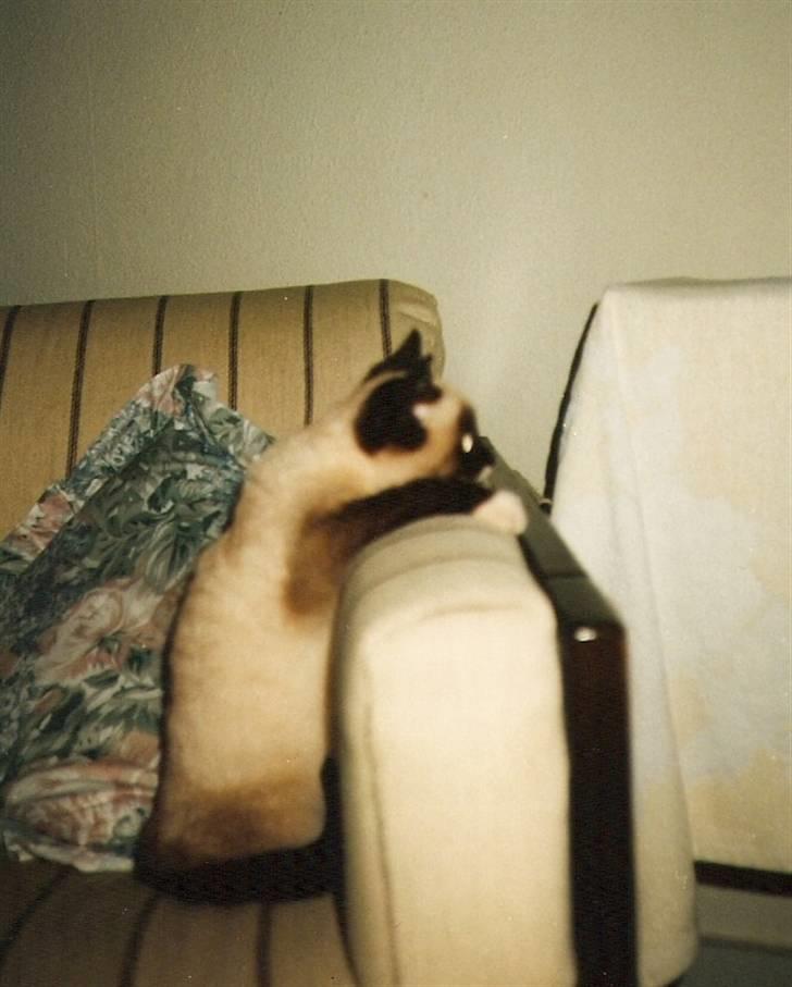 Blanding af racer Nuggi (RIP) billede 4