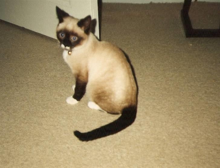 Blanding af racer Nuggi (RIP) billede 5