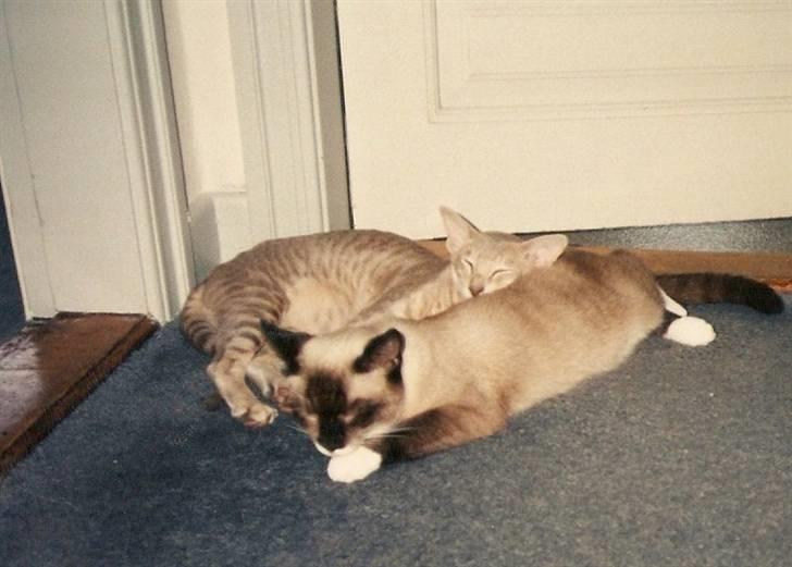 Blanding af racer Nuggi (RIP) billede 6