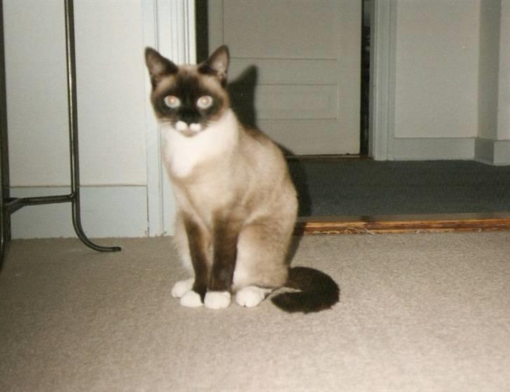 Blanding af racer Nuggi (RIP) billede 7