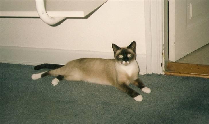 Blanding af racer Nuggi (RIP) billede 8