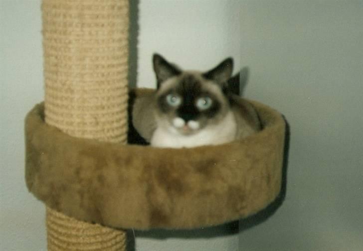 Blanding af racer Nuggi (RIP) billede 9