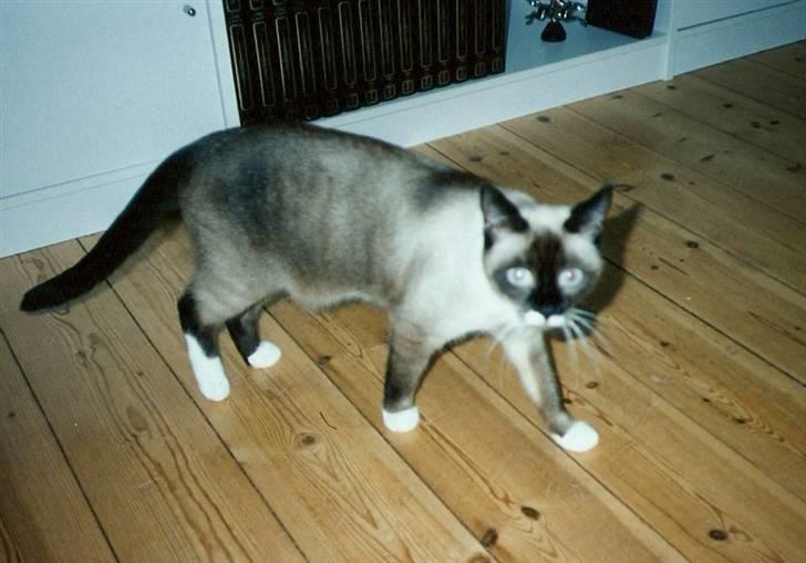 Blanding af racer Nuggi (RIP) billede 10