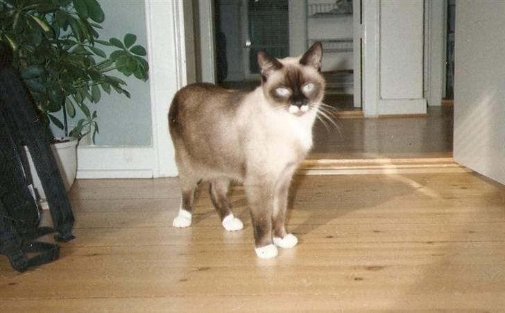 Blanding af racer Nuggi (RIP) billede 11