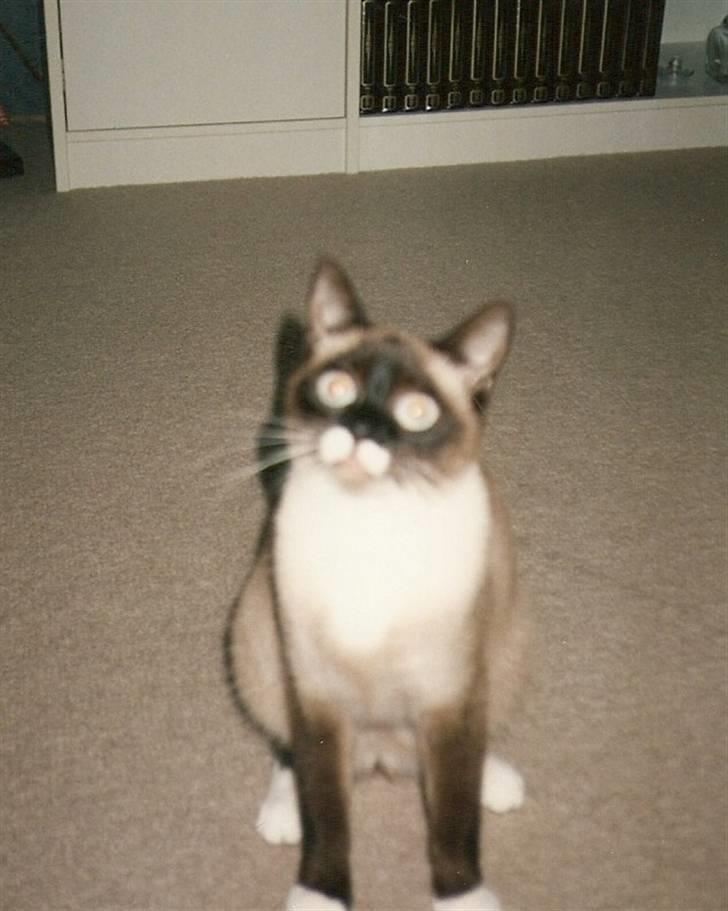 Blanding af racer Nuggi (RIP) billede 12