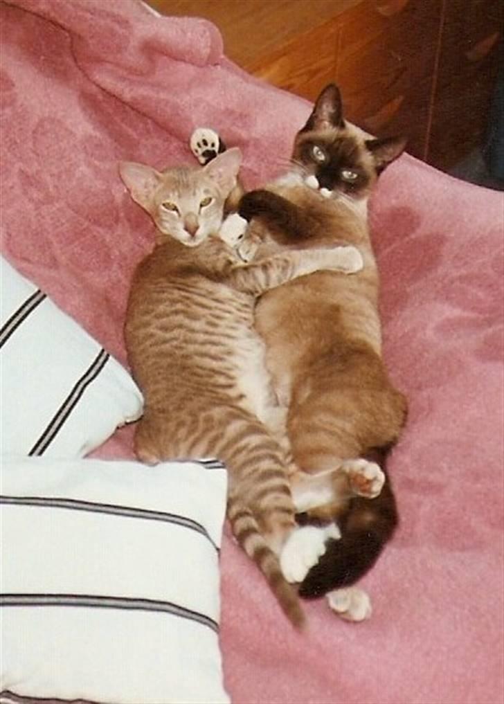 Blanding af racer Nuggi (RIP) billede 13