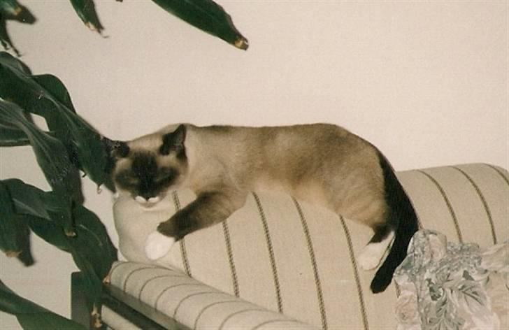 Blanding af racer Nuggi (RIP) billede 14