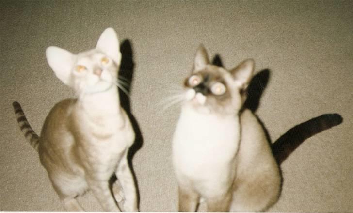 Blanding af racer Nuggi (RIP) billede 16