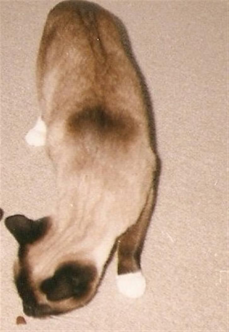 Blanding af racer Nuggi (RIP) billede 17