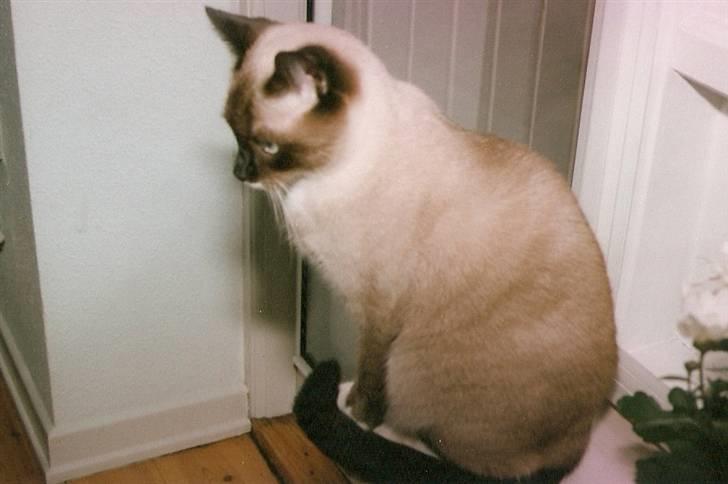 Blanding af racer Nuggi (RIP) billede 20