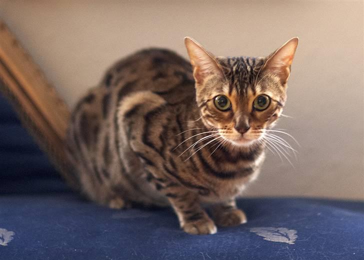 Bengal DK-Wild-diamond light in  billede 4