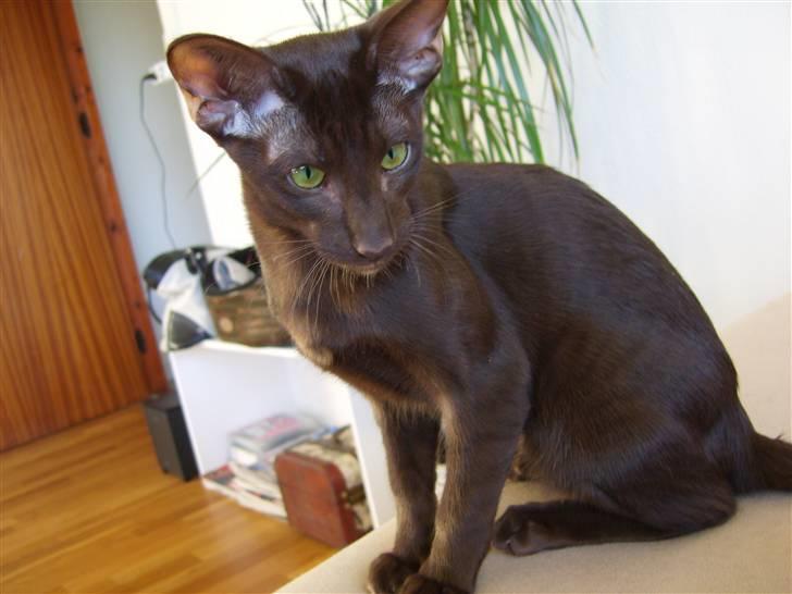 Orientaler Nailhead billede 10