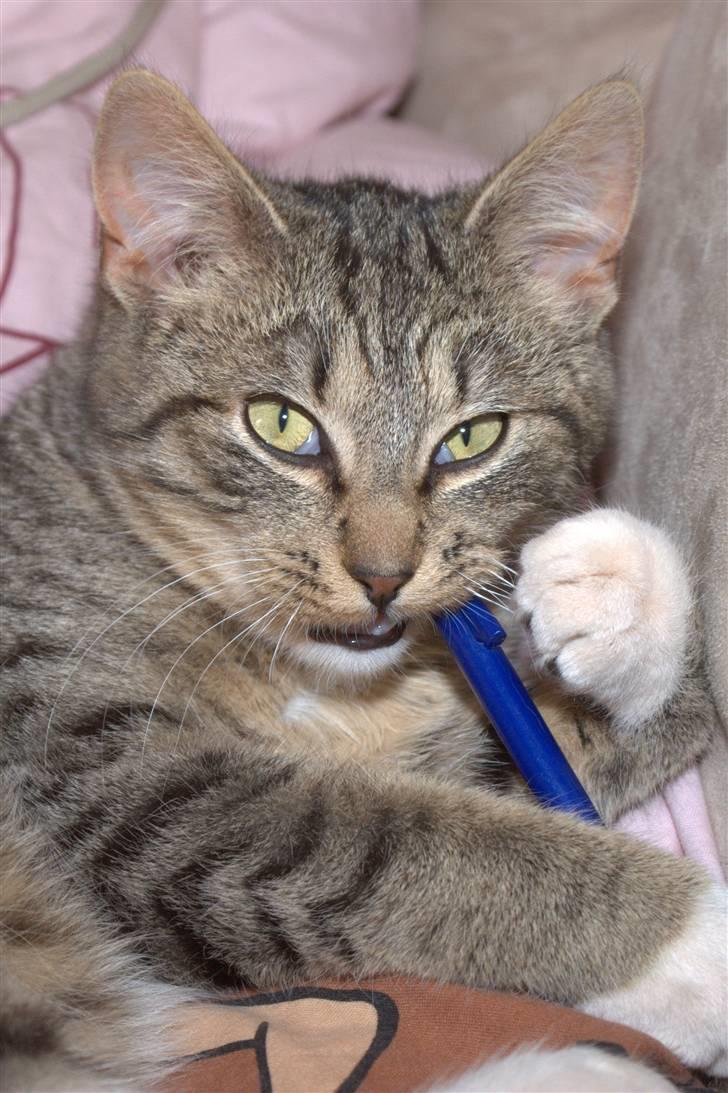 Blanding af racer Bjarne 2 - Velkommen til Bjarne´s profil... billede 1