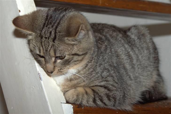 Blanding af racer Bjarne 2 - Hov, hva laver du...?? billede 2