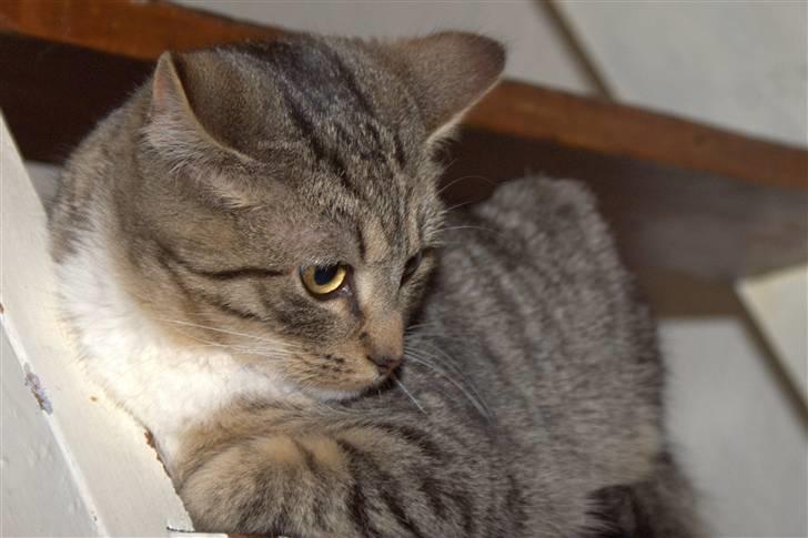 Blanding af racer Bjarne 2 - Den smukke.... billede 3