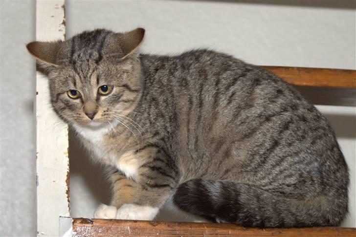 Blanding af racer Bjarne 2 - MEGET MEGET sur på de nye hunde.... billede 4