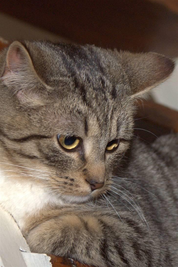 Blanding af racer Bjarne 2 billede 5