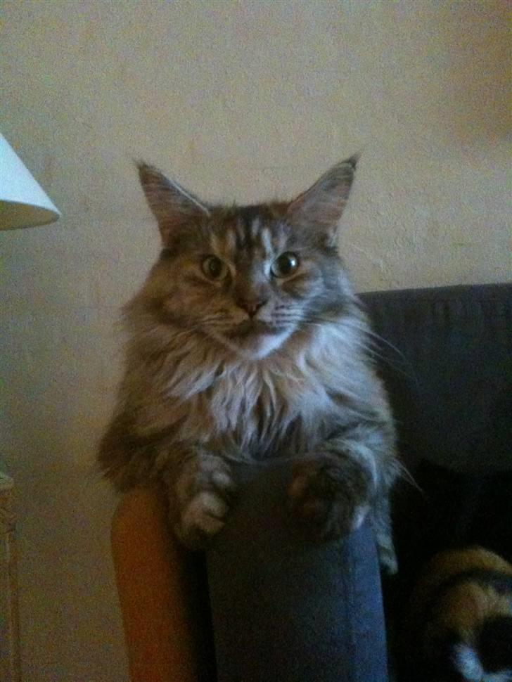 Maine Coon Mischa billede 1
