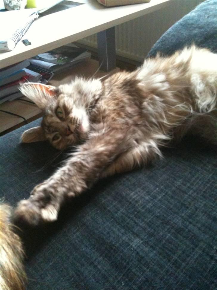 Maine Coon Mischa billede 2