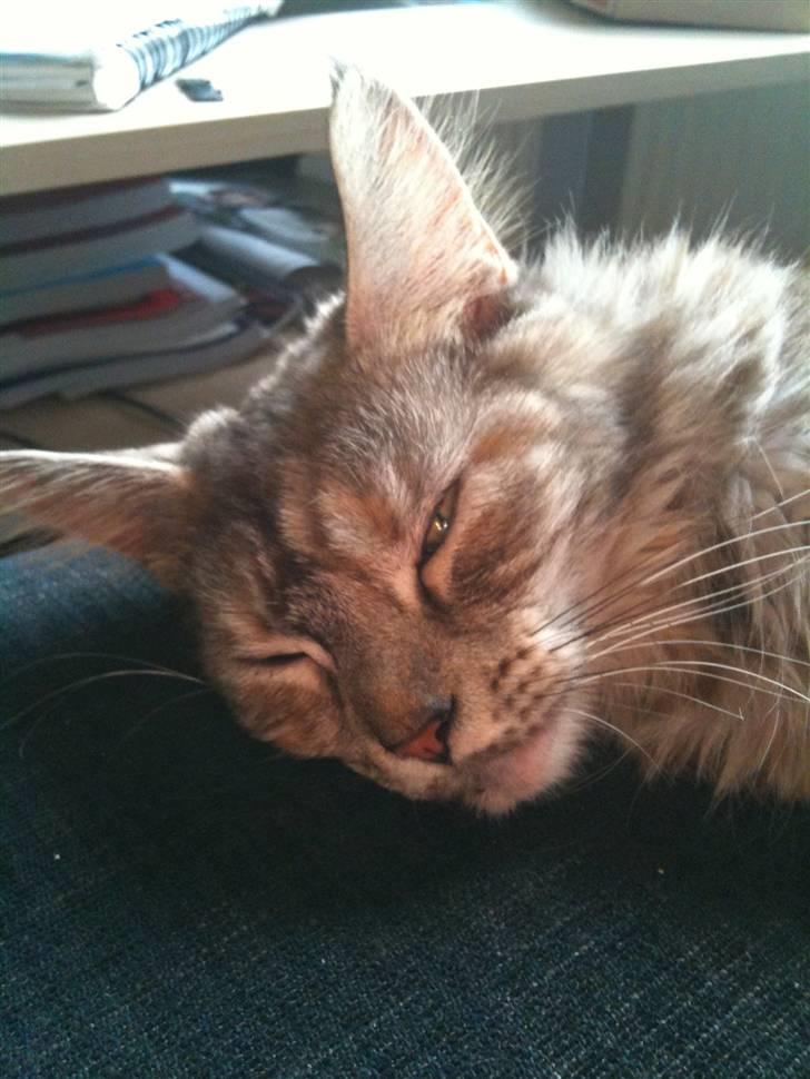 Maine Coon Mischa billede 3