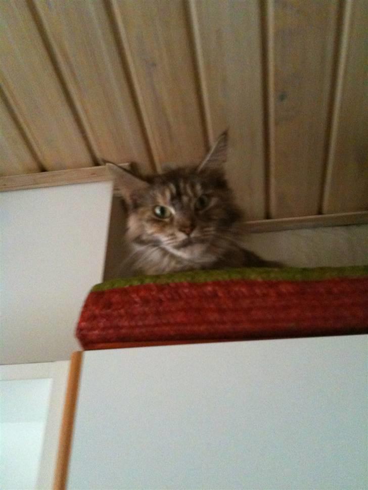 Maine Coon Mischa billede 4