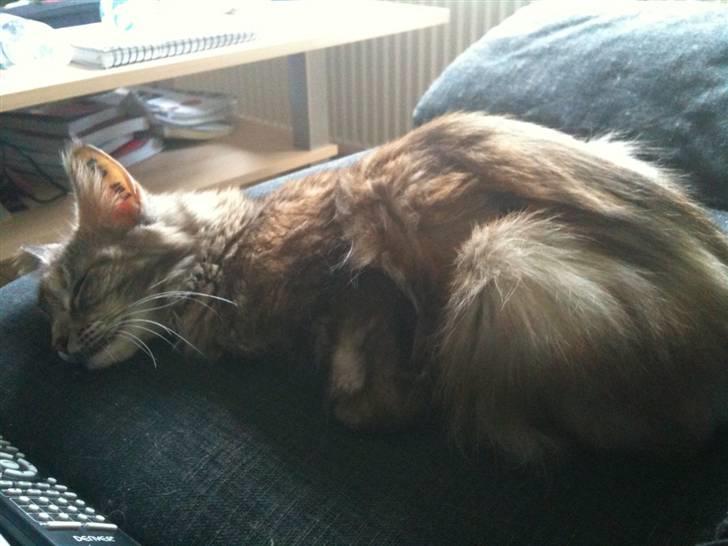 Maine Coon Mischa billede 5
