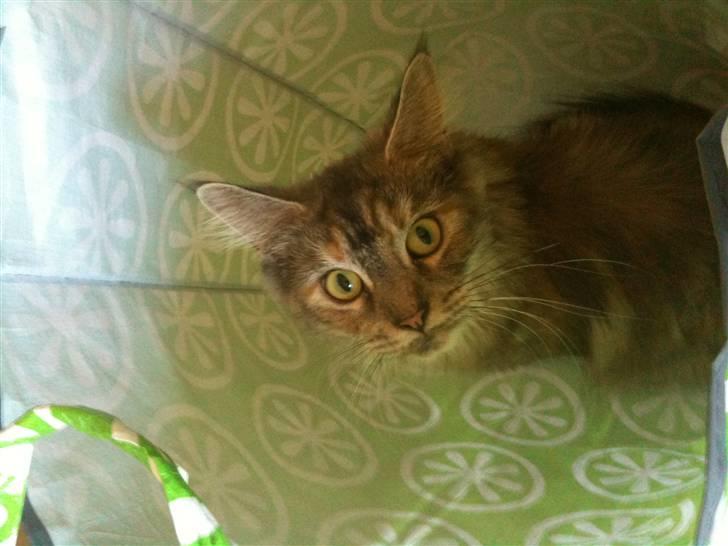 Maine Coon Mischa billede 6