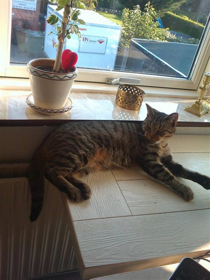 Huskat Sofine billede 10