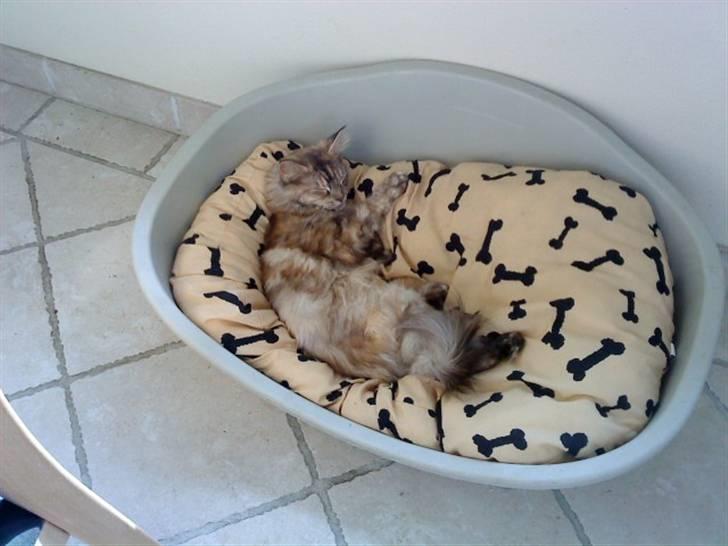 Maine Coon Mischa billede 7