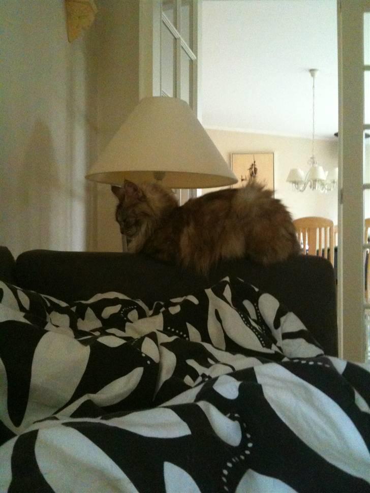 Maine Coon Mischa billede 8