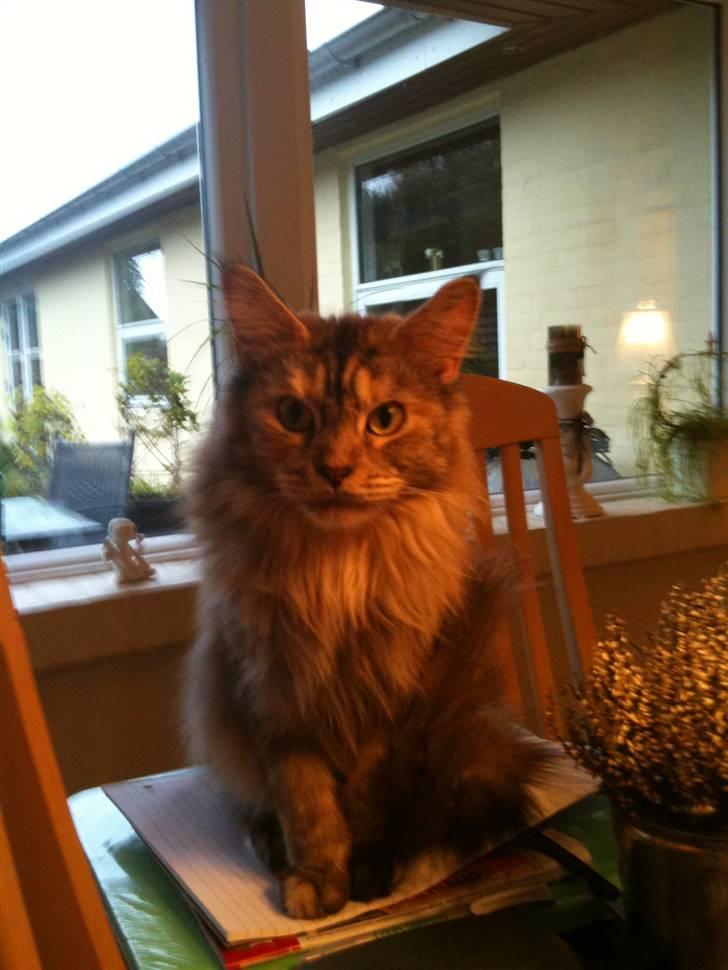 Maine Coon Mischa billede 9