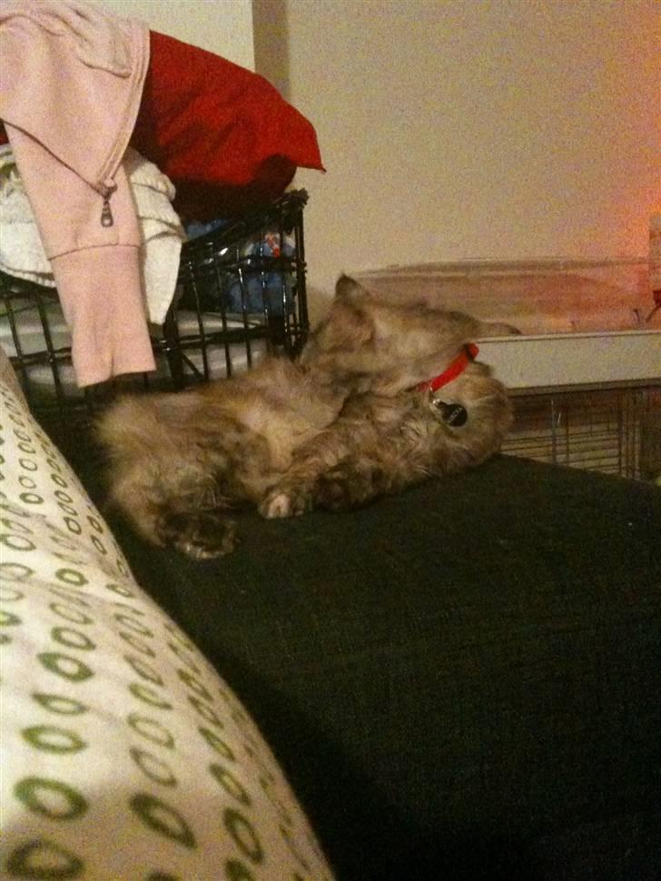 Maine Coon Mischa billede 10