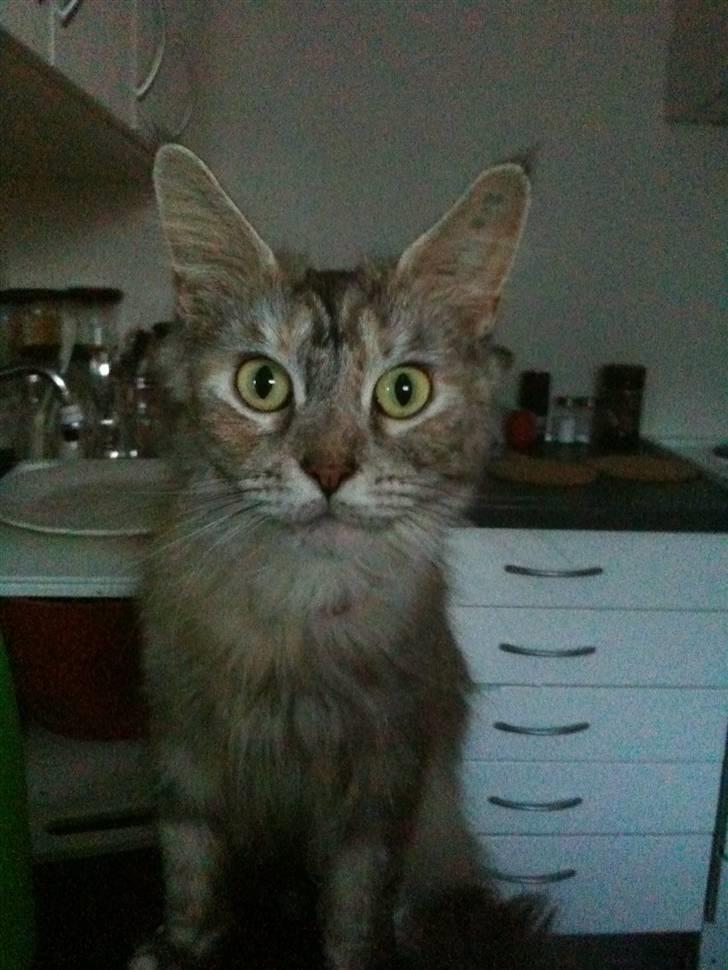 Maine Coon Mischa billede 11