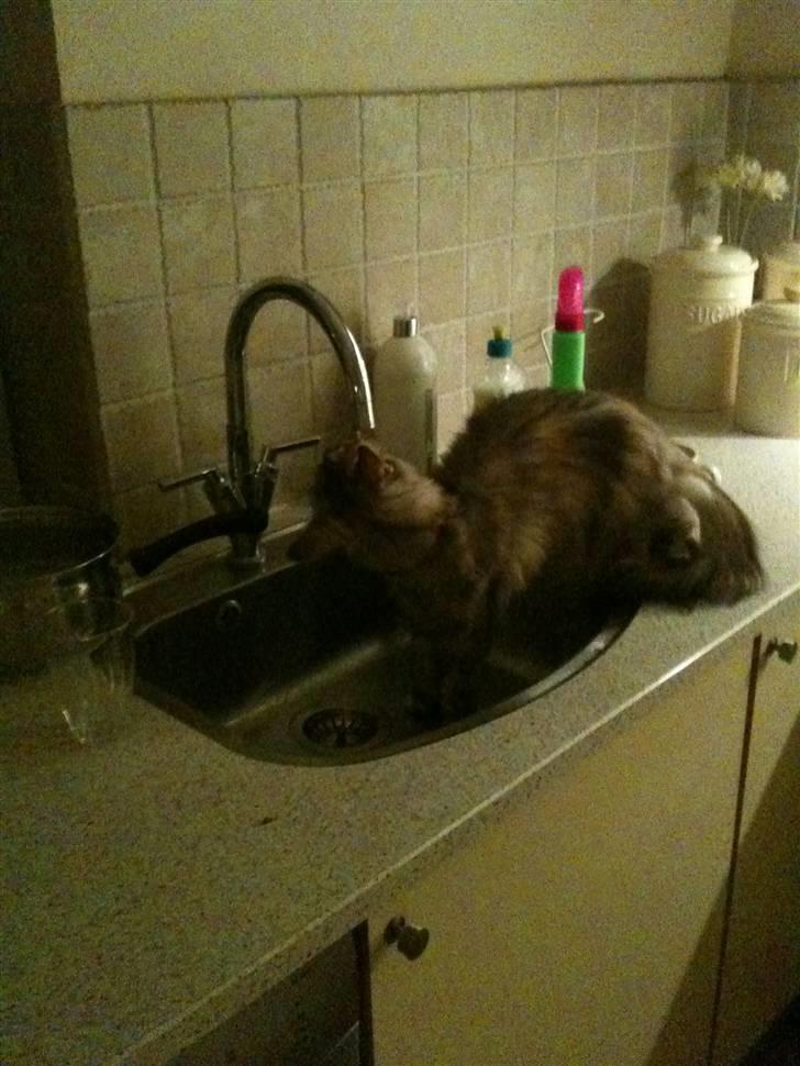 Maine Coon Mischa billede 12