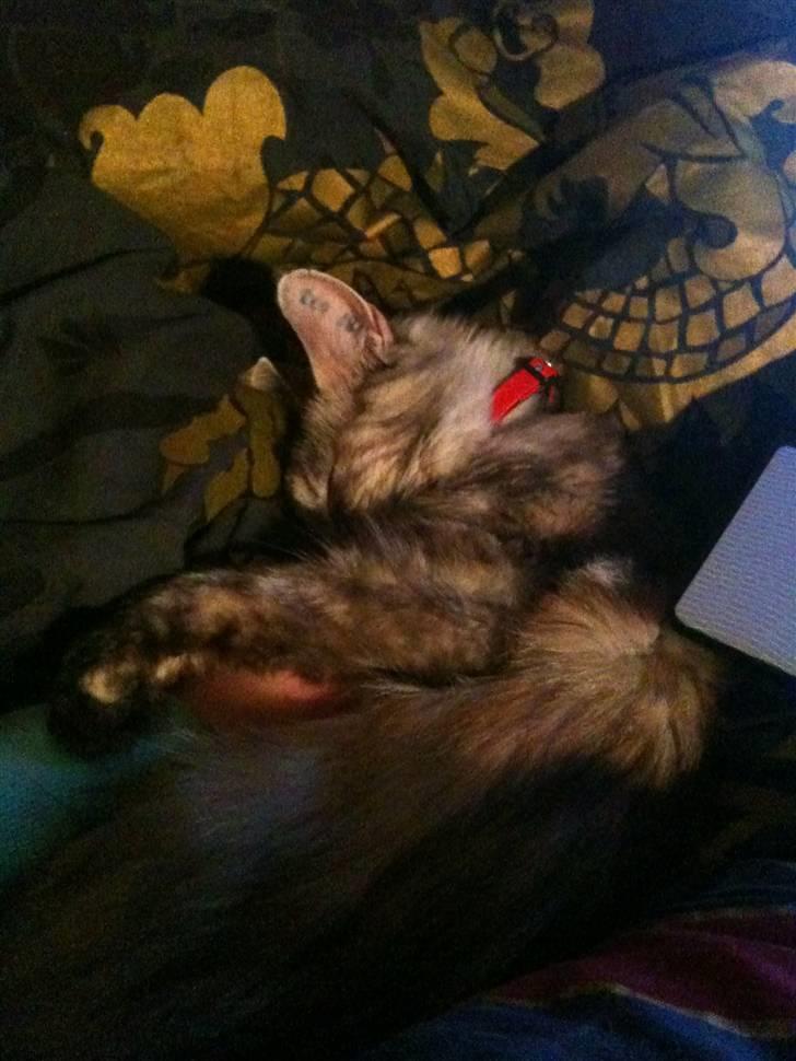 Maine Coon Mischa billede 13