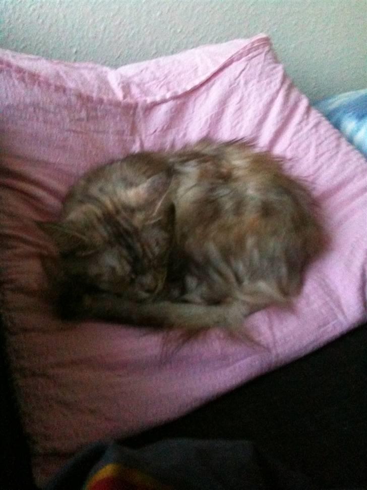 Maine Coon Mischa billede 14