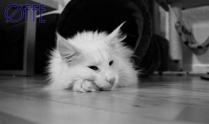 Norsk Skovkat Buum-Cats Gucci billede 1