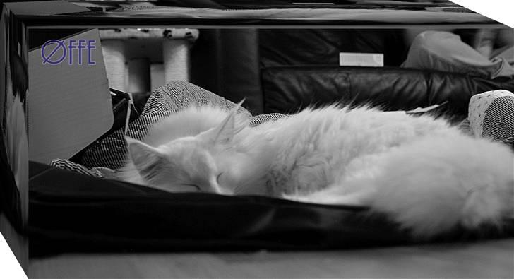 Norsk Skovkat Buum-Cats Gucci billede 2